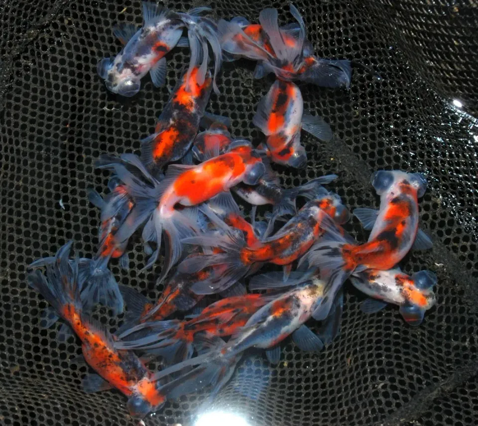 Les Étangs d'Occitanie Télescope poisson rouge