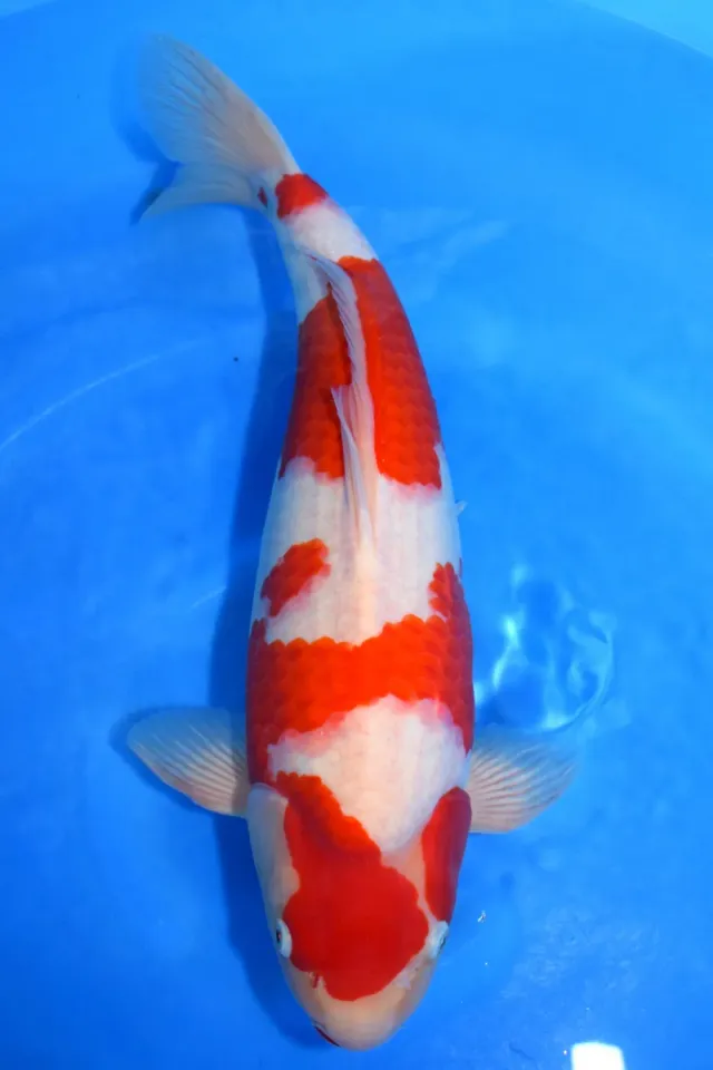 Les Étangs d’Occitanie KOHAKU TOR2504 carpe koï