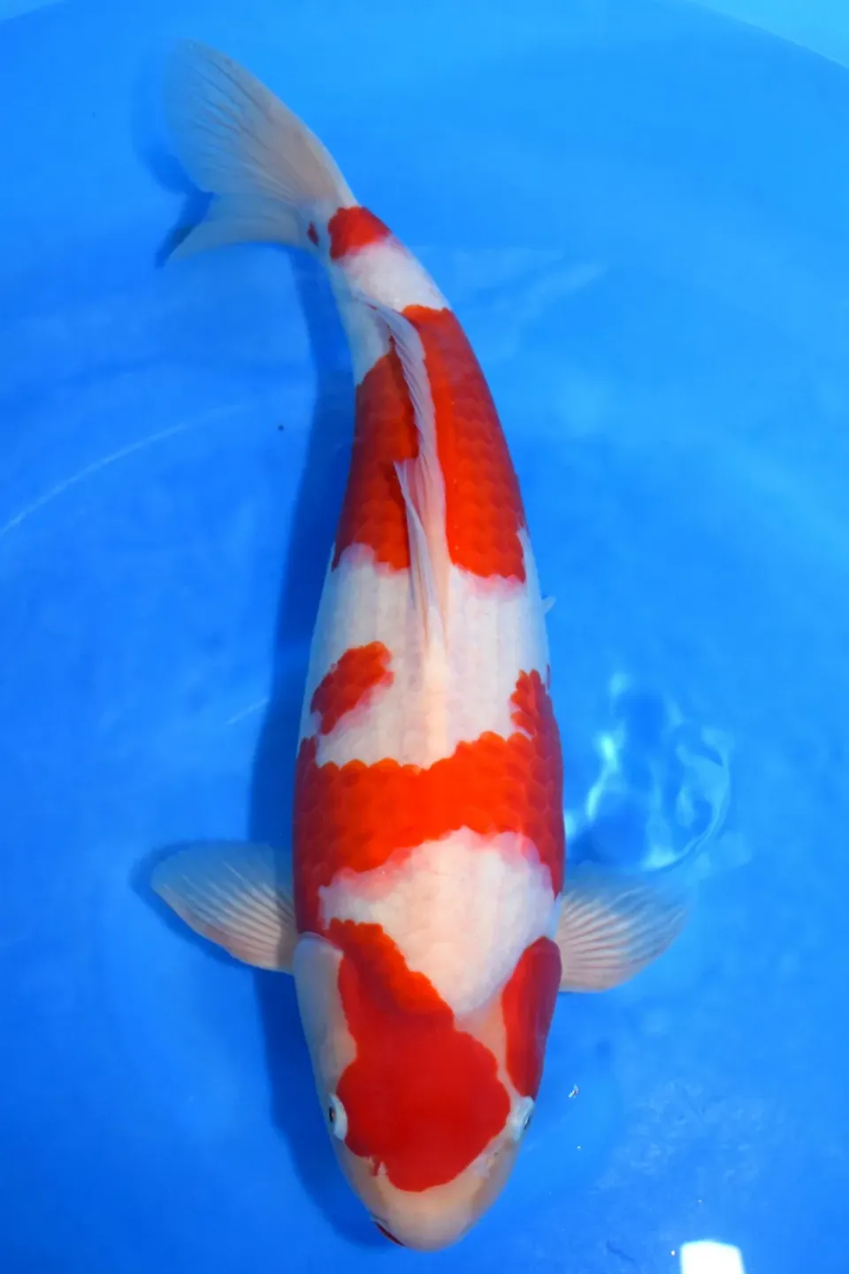 Les Étangs d’Occitanie KOHAKU TOR2504 carpe koï