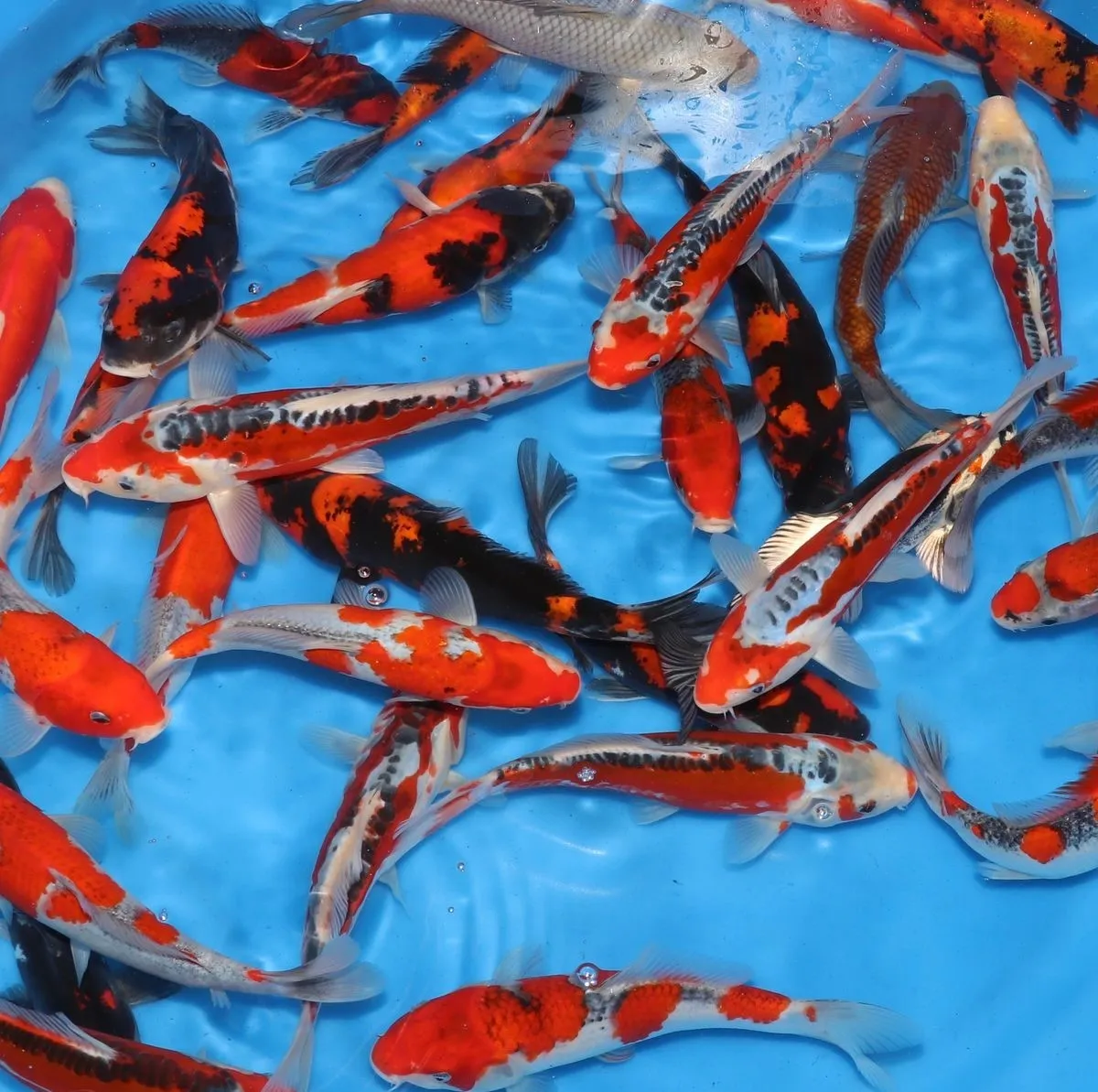 Les Étangs d’Occitanie Mix carpe koï poisson de bassin