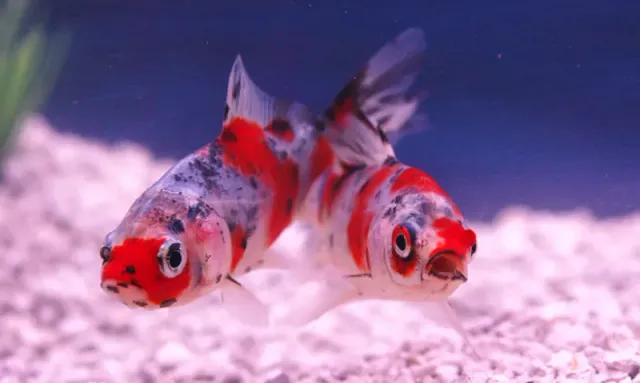 Les Étangs d'Occitanie Shubunkin poisson de bassin