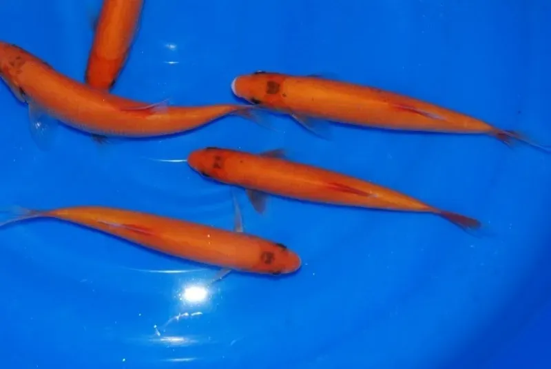 Les Étangs d'Occitanie Ide orange poisson de bassin