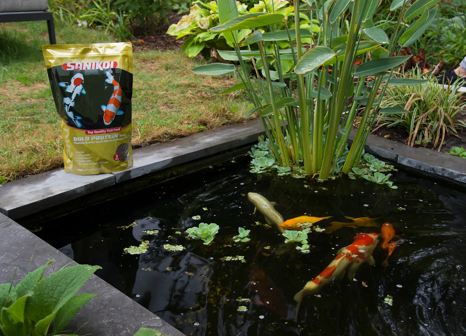 Velda SaniKoi Gold Protein Plus aliment poissons