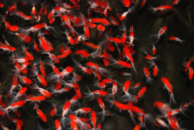 Les Étangs d'Occitanie Oranda rouge et blanc poisson rouge