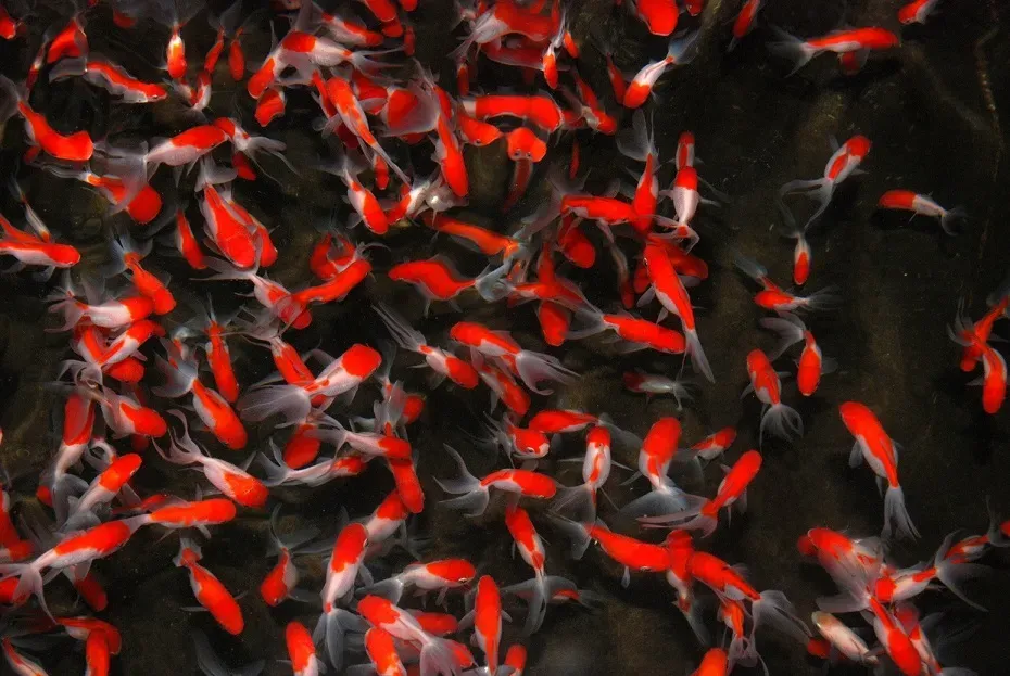 Les Étangs d'Occitanie Oranda rouge et blanc poisson rouge