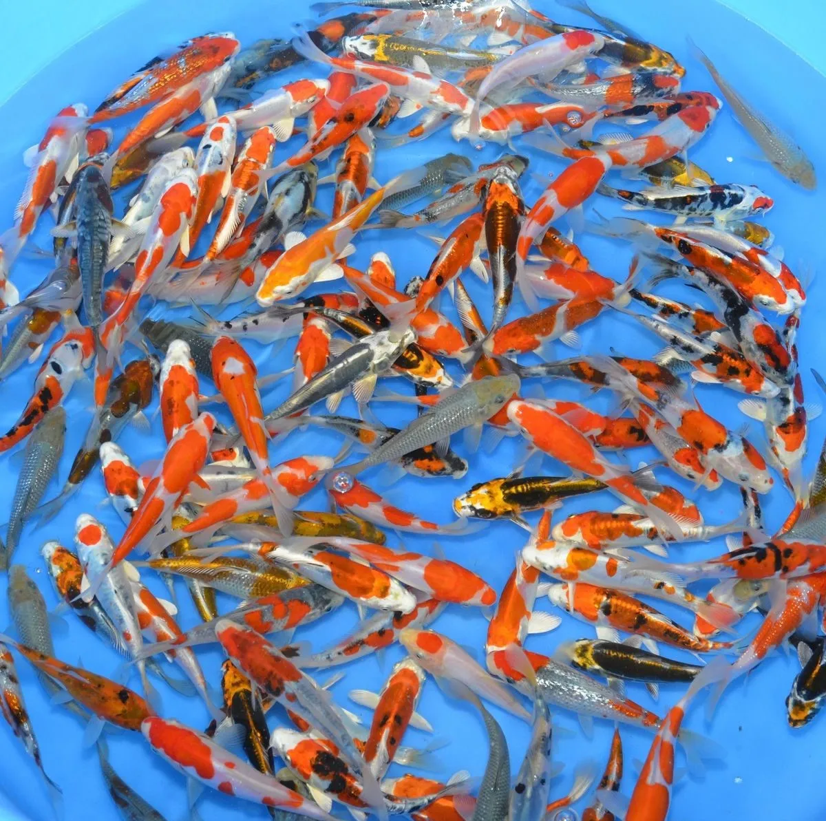 Les Étangs d’Occitanie Mix carpe koï poisson de bassin