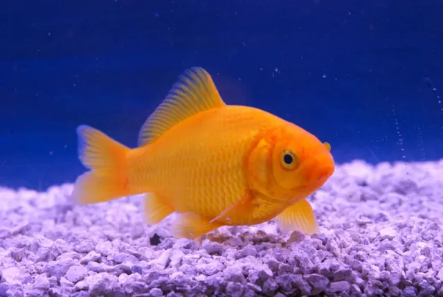 Les Étangs d'Occitanie poisson de bassin