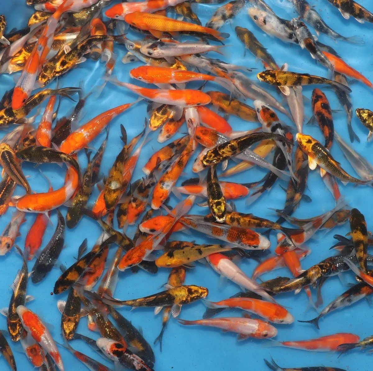 Les Étangs d’Occitanie Mix carpe koï poisson de bassin