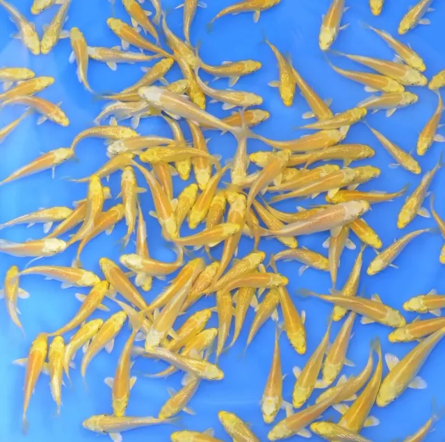 Les Étangs d'Occitanie Yamabuki Ogon – 10-12 cm – SUDA carpe koï