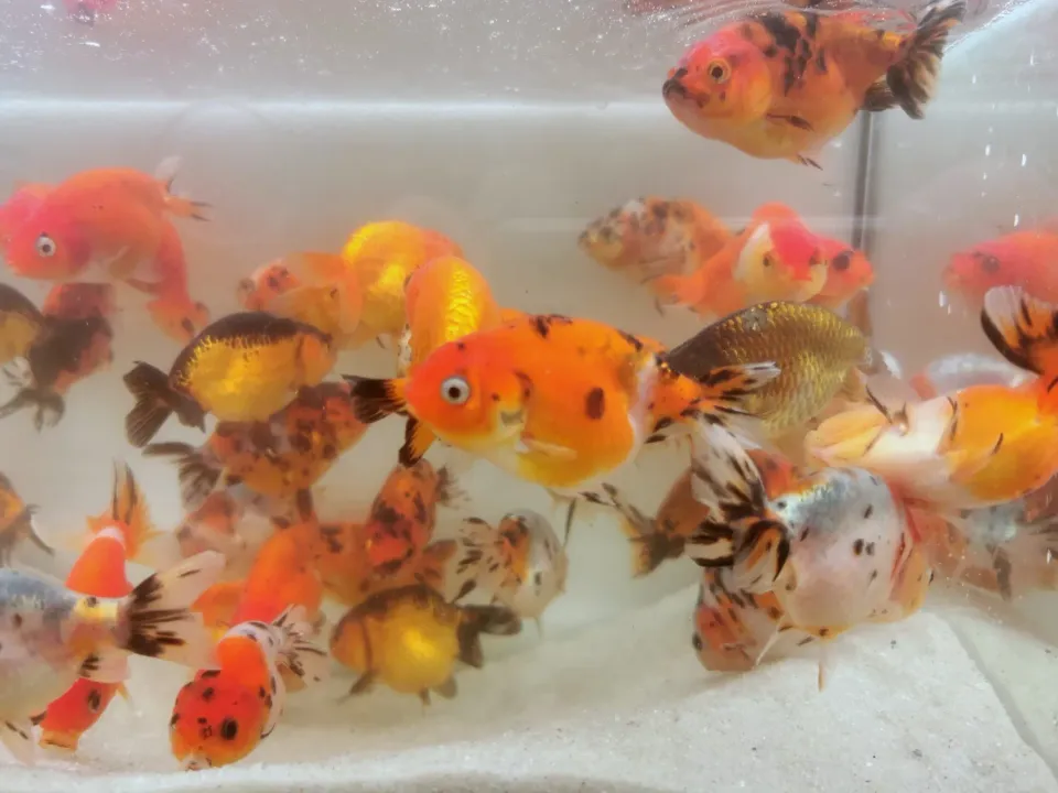 Les Étangs d’Occitanie Ranchu Mix poisson de bassin