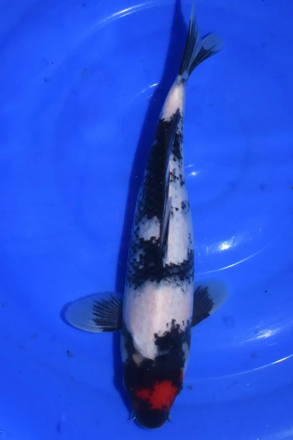Les Étangs d'Occitanie Tancho Showa KAS2503 carpe koï bassin