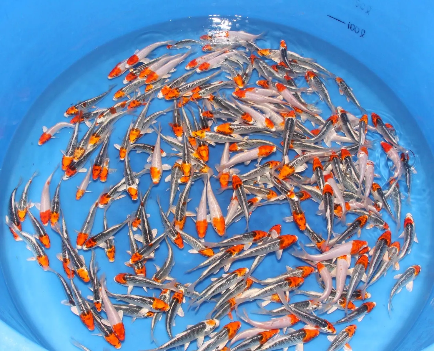 Les Étangs d’Occitanie Mix carpe koï poisson de bassin