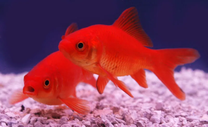 Les Étangs d'Occitanie poisson de bassin