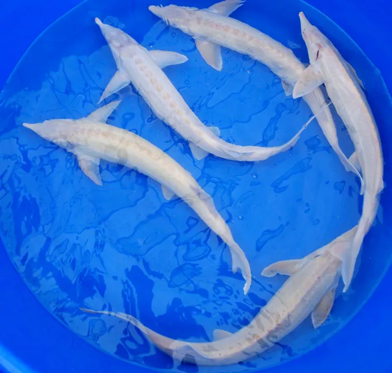 Les Étangs d’Occitanie Esturgeons Sterlet albinos poisson de bassin