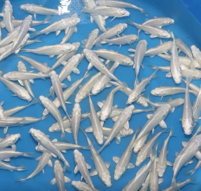 Les Étangs d'Occitanie Platinum Ogon carpe koi 12-15 cm