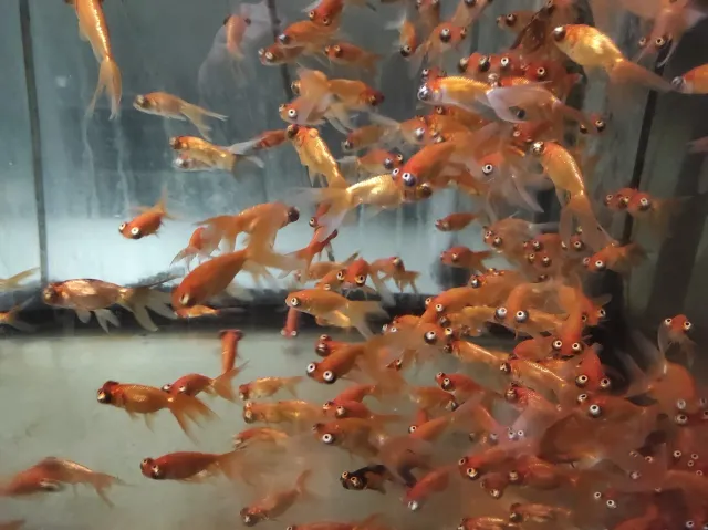 Les Étangs d'Occitanie Célestial poisson rouge d'eau froide