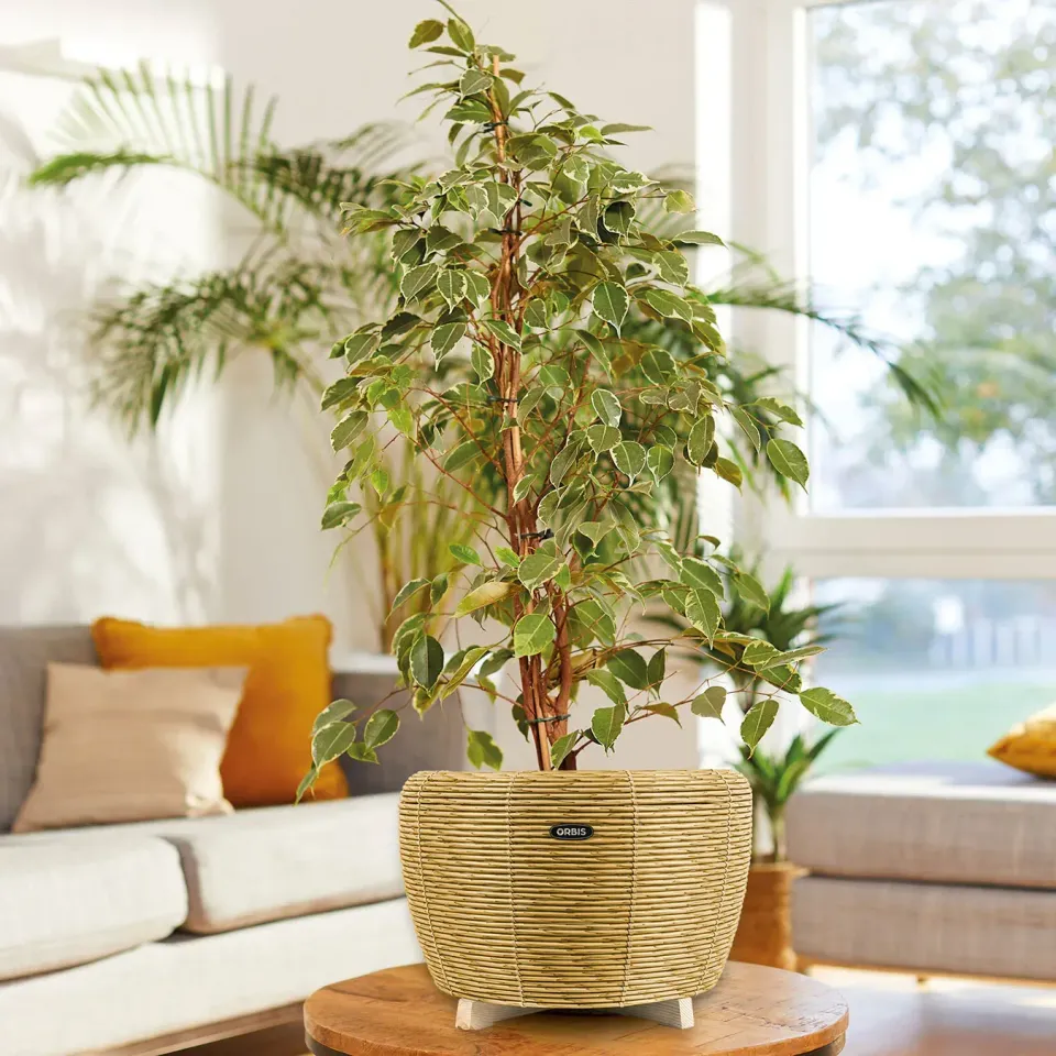 Velda Orbis Planter panier bassin plantes