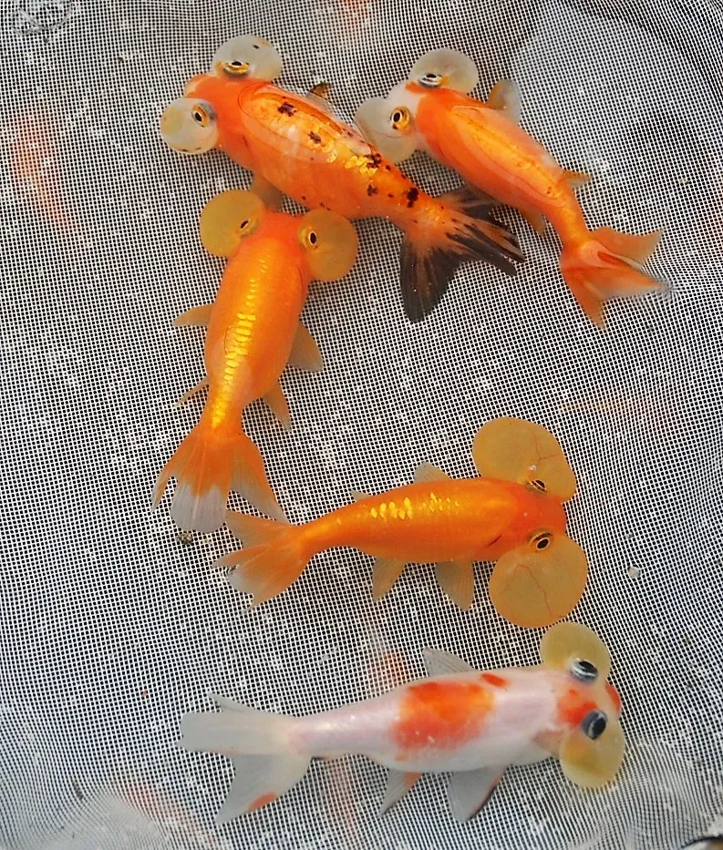 Les Étangs d’Occitanie Bubble Mix produit de bassin