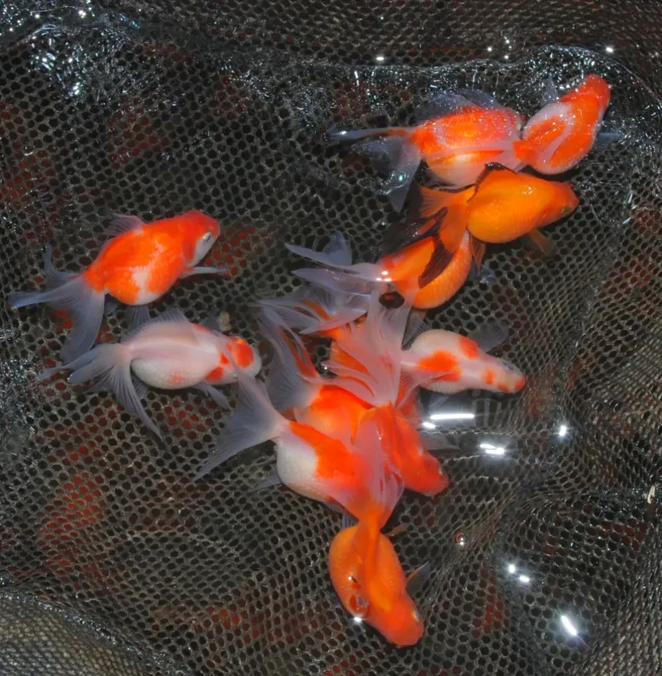 Les Étangs d’Occitanie Pearlscale poisson de bassin