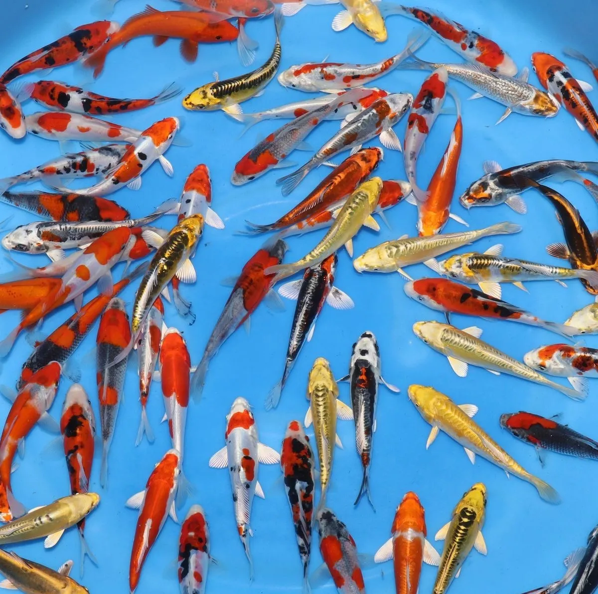 Les Étangs d’Occitanie Mix carpe koï poisson de bassin