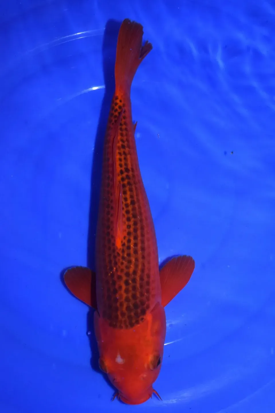 Les Étangs d'Occitanie Aka Matsuba OTS2503 carpe koï bassin