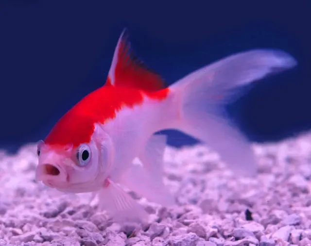 Les Étangs d'Occitanie Sarasa poisson de bassin
