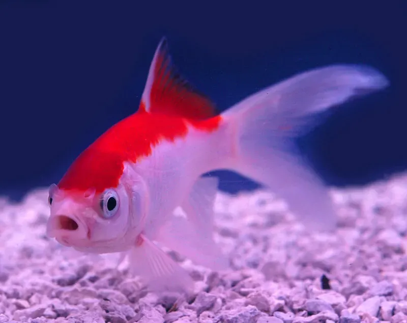 Les Étangs d'Occitanie Sarasa poisson de bassin