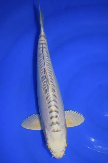 Les Étangs d'Occitanie YELLOW DRAGON – AOK2410 poisson de bassin