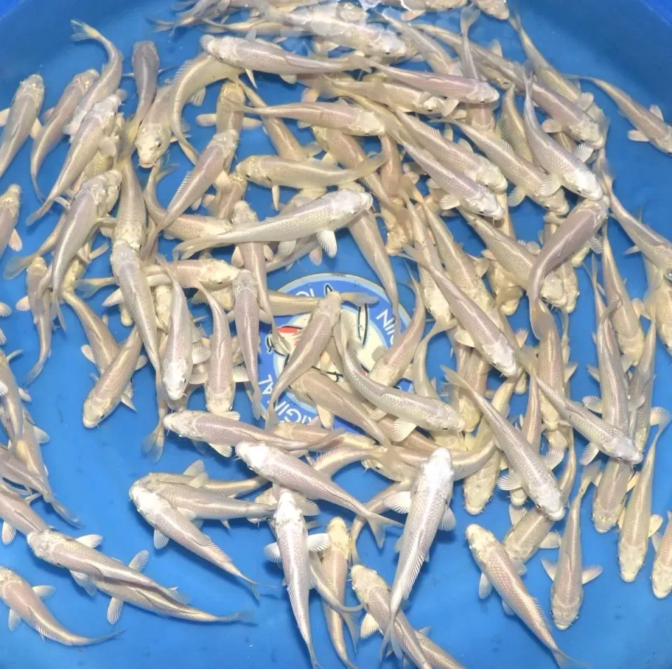 Les Étangs d’Occitanie Platinum Ogon TANAKA K. carpe koï
