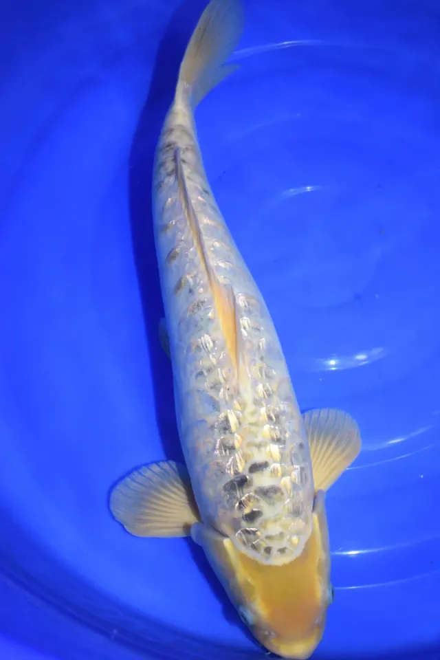 Les Étangs d'Occitanie Aragoke Koba2205 carpe koï pour bassin
