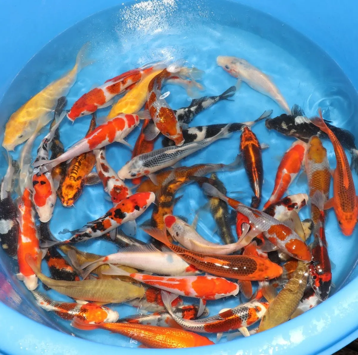 Les Étangs d’Occitanie Mix carpe koï poisson de bassin
