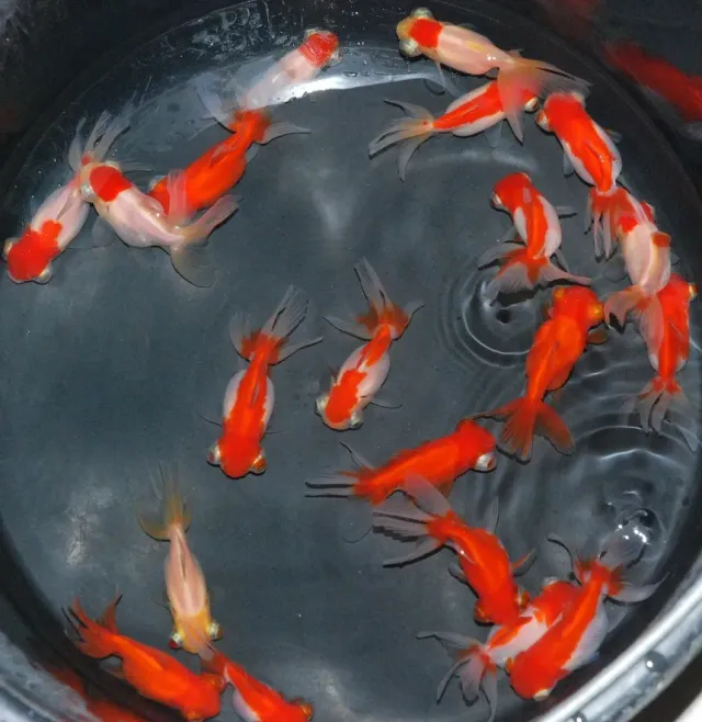 Les Étangs d'Occitanie Télescope rouge et blanc poisson