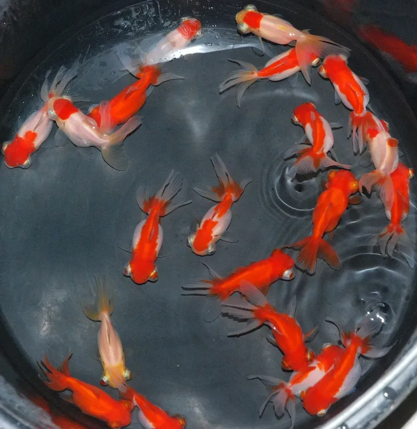 Les Étangs d'Occitanie Télescope rouge et blanc poisson