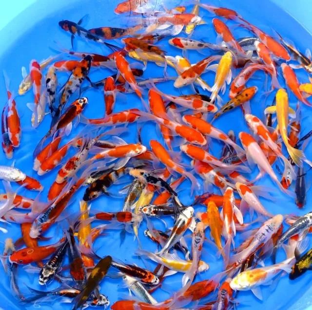 Les Étangs d'Occitanie Mix Voile carpe koi 14-17 cm