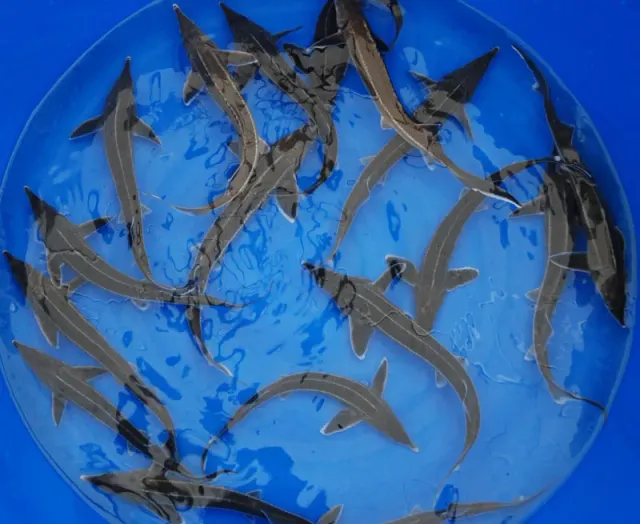 Les Étangs d'Occitanie Sterlet esturgeon de bassin
