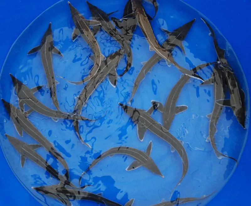 Les Étangs d'Occitanie Sterlet esturgeon de bassin