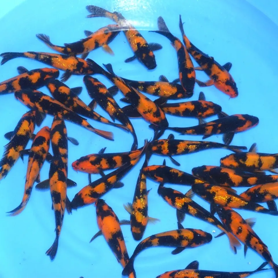 Les Étangs d’Occitanie Hi-Utsuri 15-18 cm – SAKAZUME carpe koï