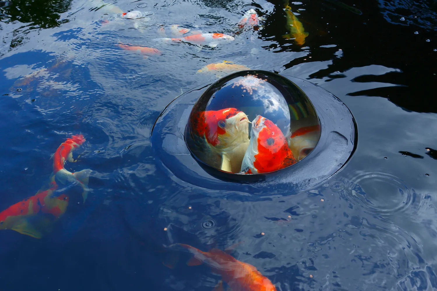 Velda Floating Fish Dome M cloche observation poissons