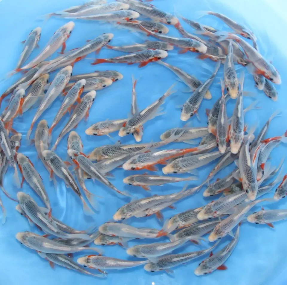 Les Étangs d'Occitanie Asagi 14-17 cm – YAGENJI carpe koï