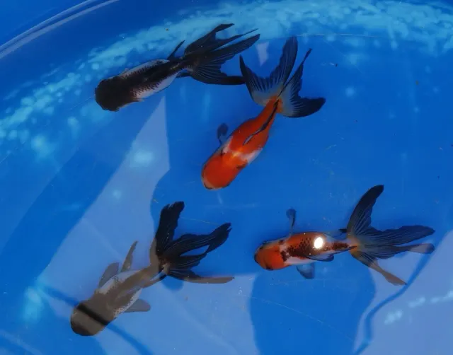 Les Étangs d'Occitanie Oranda Panda Tricolore poisson de bassin