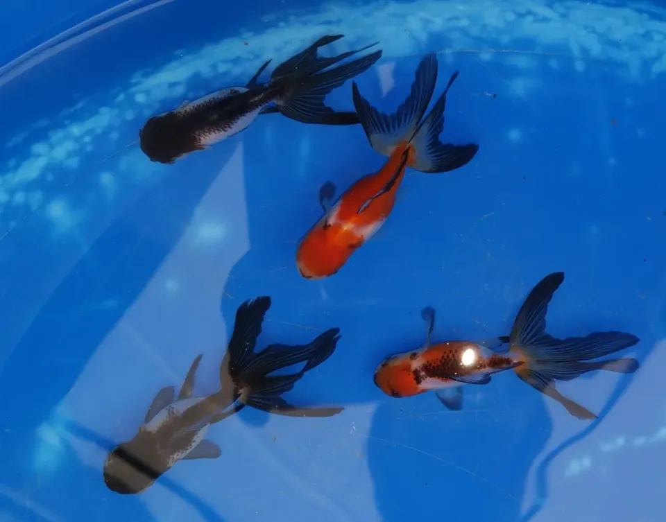 Les Étangs d'Occitanie Oranda Panda Tricolore poisson de bassin