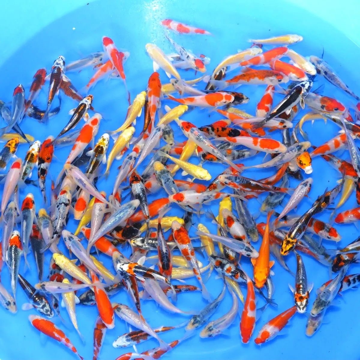 Les Étangs d’Occitanie Mix carpe koï poisson de bassin
