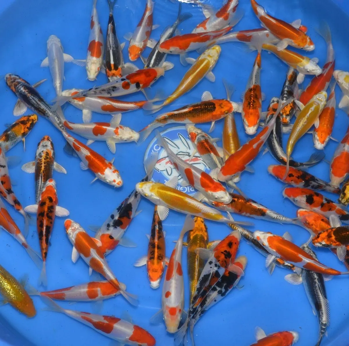 Les Étangs d’Occitanie Mix carpe koï poisson de bassin