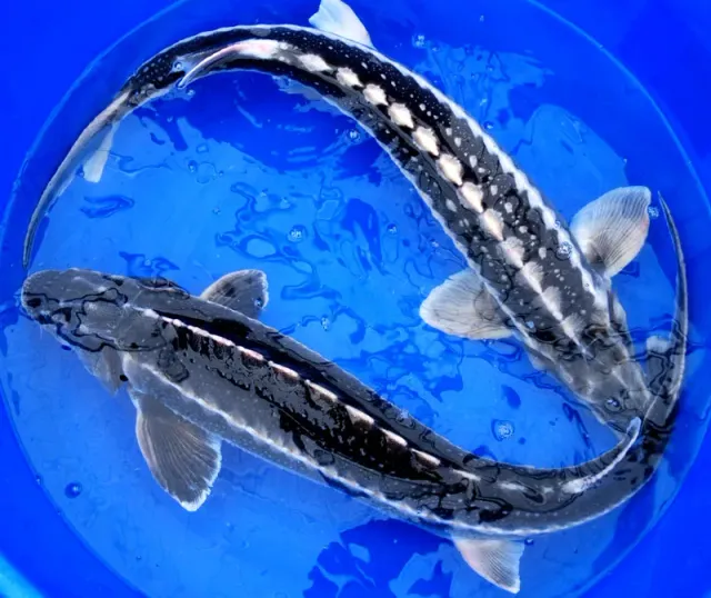 Les Étangs d'Occitanie Esturgeons Diamant XL poisson de bassin