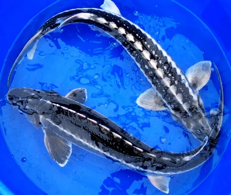 Les Étangs d'Occitanie Esturgeons Diamant XL poisson de bassin