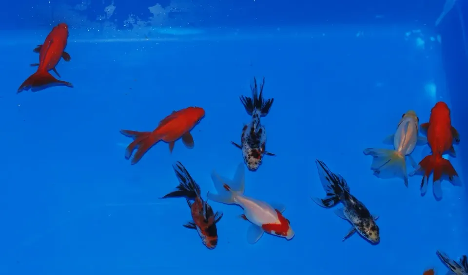 Les Étangs d'Occitanie Ryukin poisson rouge de bassin