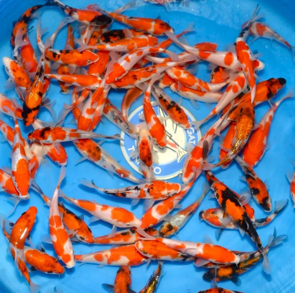 Les Étangs d’Occitanie Mix Gosanke Tanaka K. koï 11-14 cm