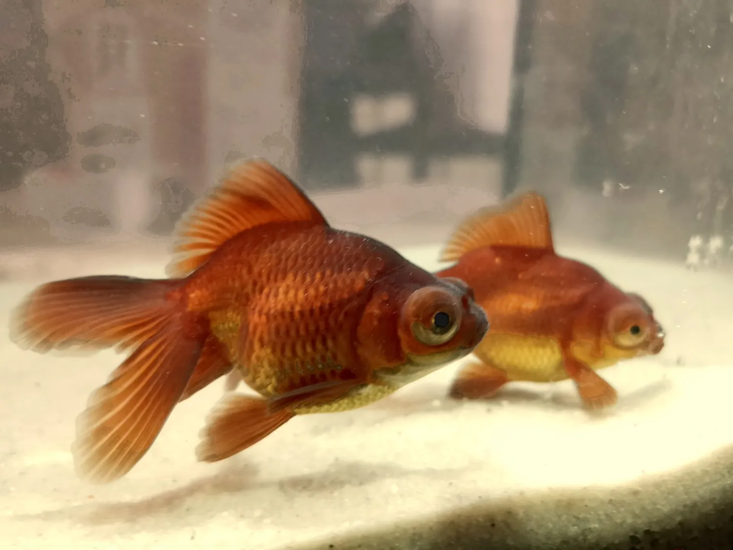 Les Étangs d'Occitanie Télescope poisson rouge