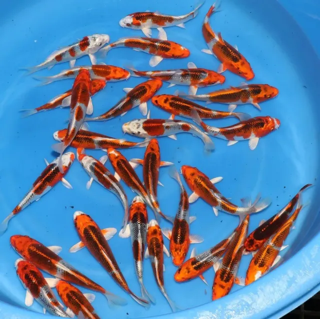Les Étangs d'Occitanie Kujaku Marusei carpe koï 15-18 cm pour bassin