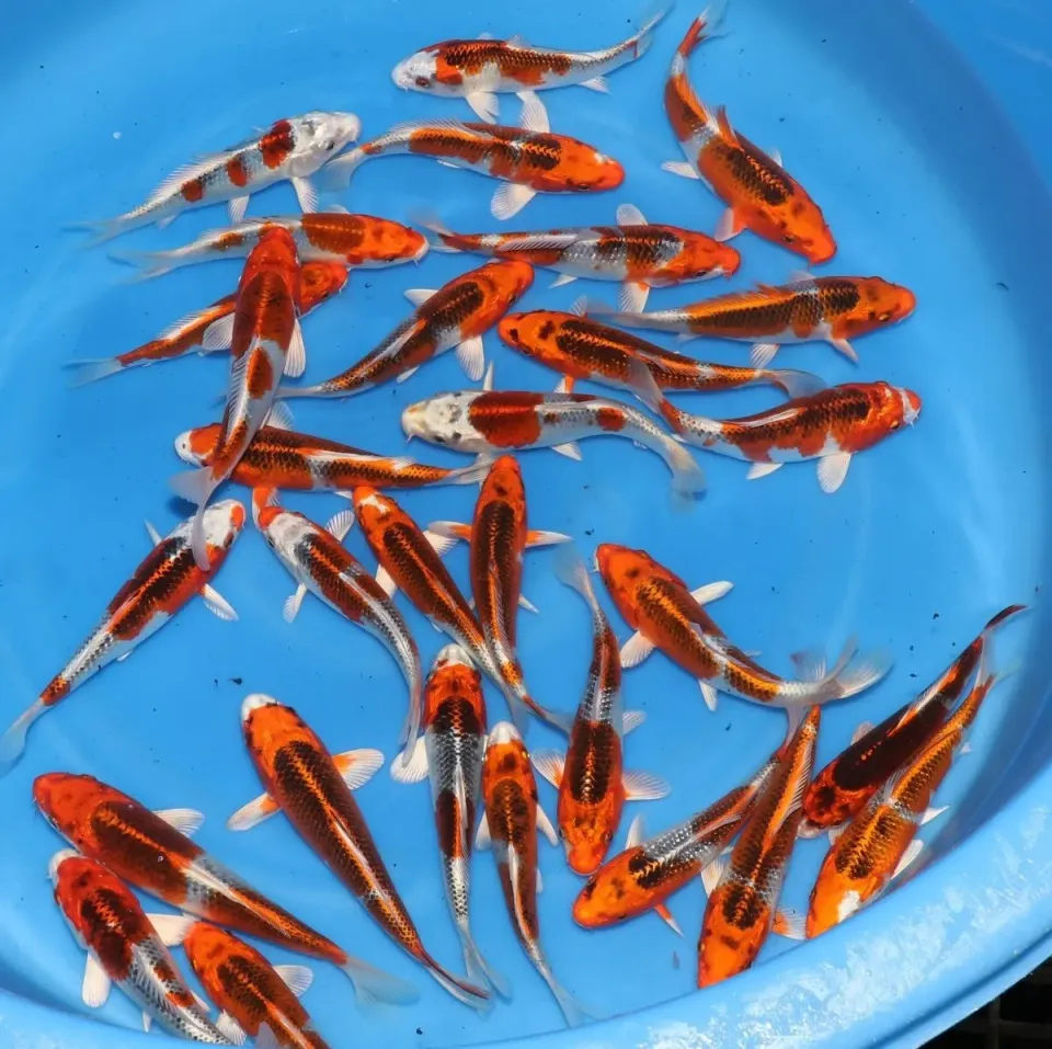 Les Étangs d'Occitanie Kujaku Marusei carpe koï 15-18 cm pour bassin